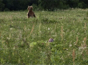 Lire la suite à propos de l’article MERCREDI 11 MARS – APÉRO DU DOC – Ours de Morgane Frund